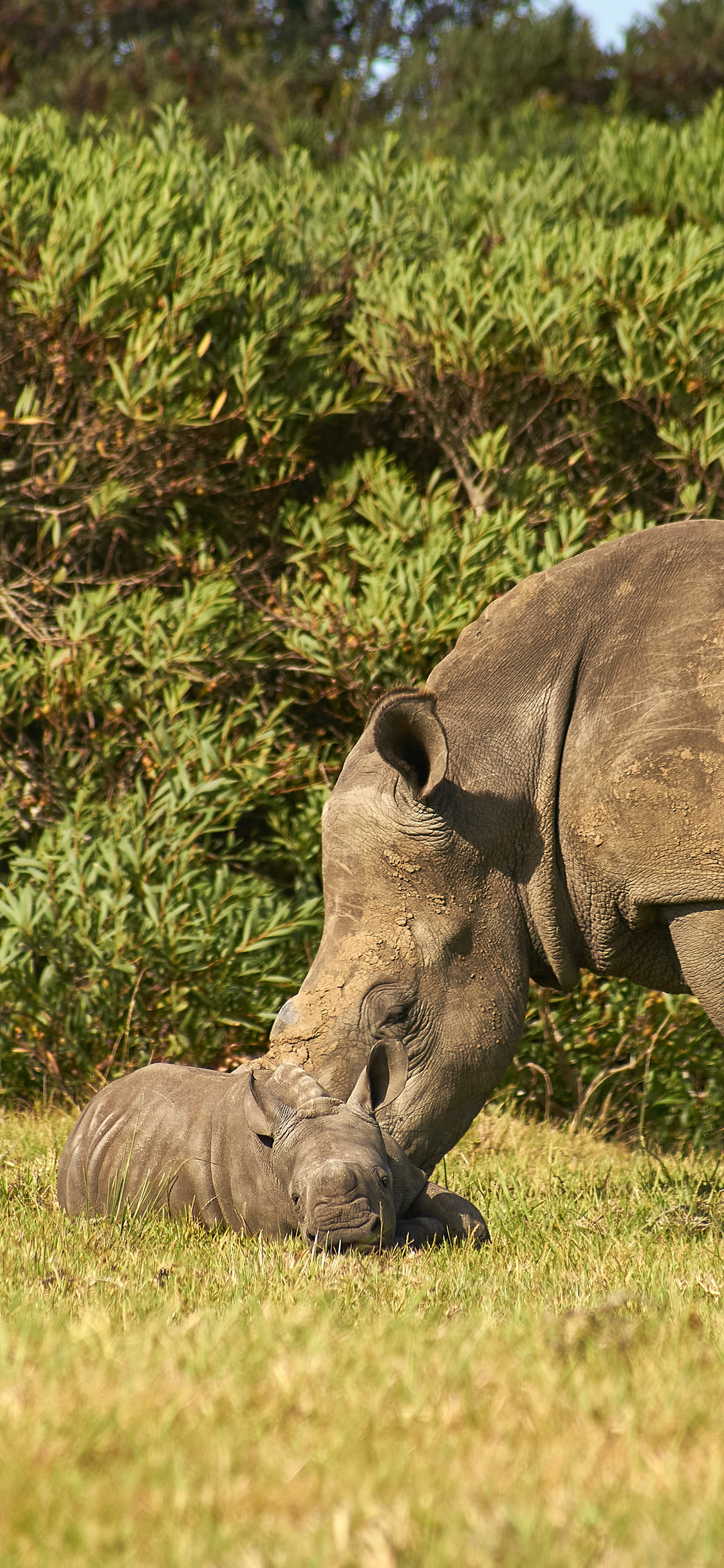 [2436×1125]犀牛 野外 草地 亲子 苹果手机壁纸图片