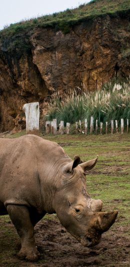 [2436x1125]犀牛 野外 草地 牛角 苹果手机壁纸图片