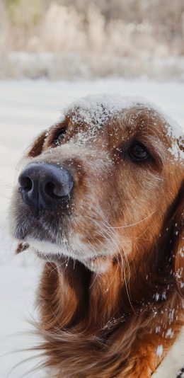 [2436x1125]犬 狗 汪星人 雪 冬季 苹果手机壁纸图片