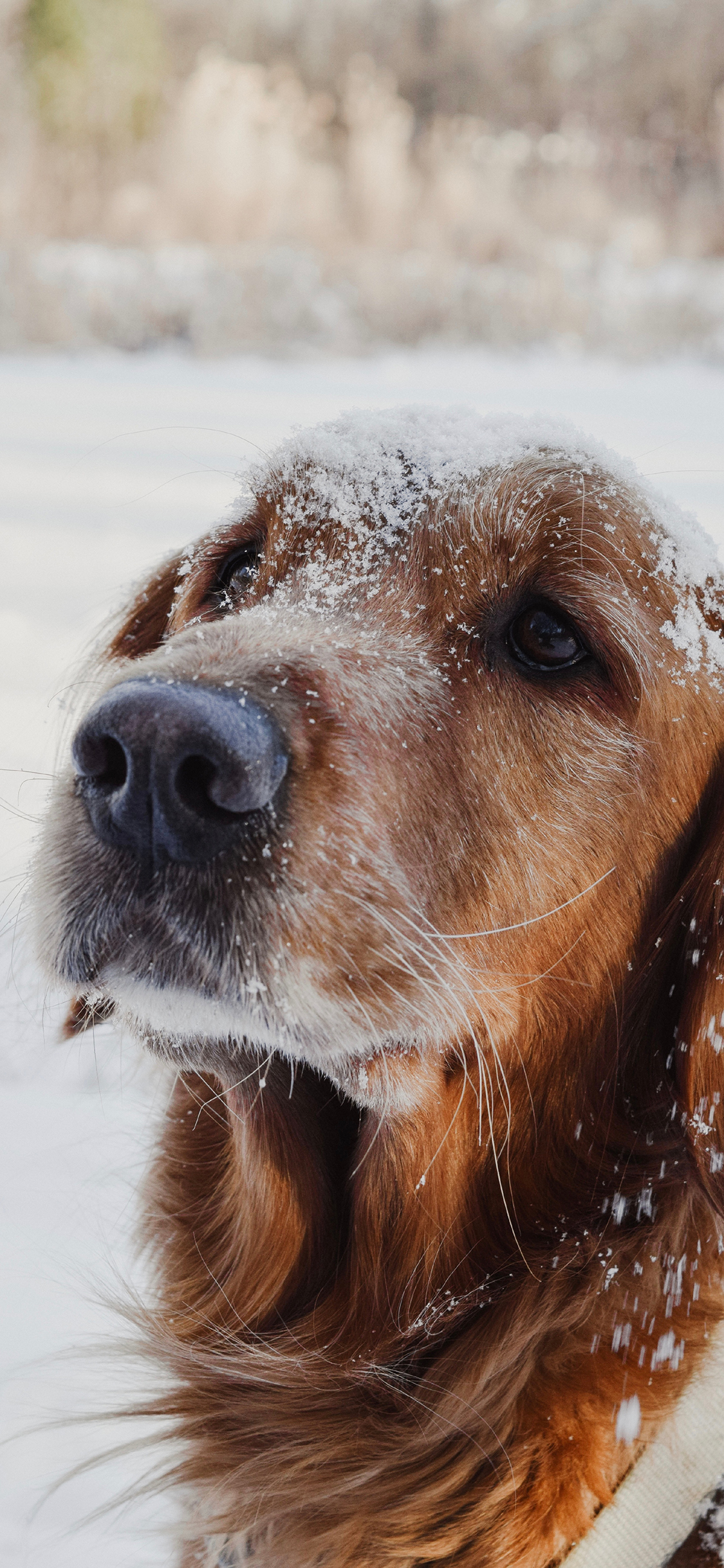 [2436×1125]犬 狗 汪星人 雪 冬季 苹果手机壁纸图片