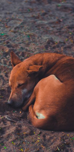 [2436x1125]犬类 蜷缩 睡眠 沙地 苹果手机壁纸图片