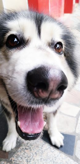 [2436x1125]犬类 阿拉斯加 宠物 可爱 乖巧 苹果手机壁纸图片