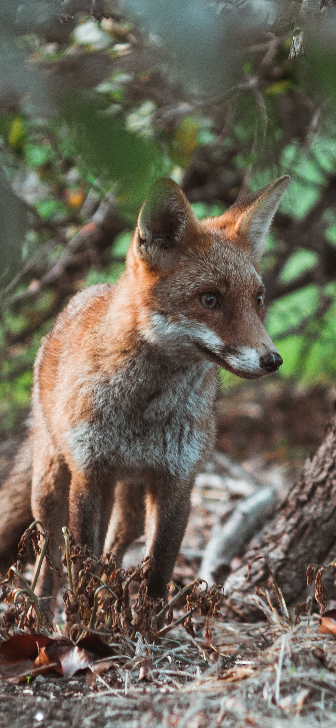 [2436×1125]狐狸 户外 机智 狡猾  树林 苹果手机壁纸图片