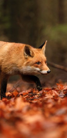 [2436x1125]狐狸 树林 落叶 皮毛 苹果手机壁纸图片