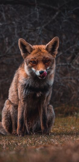 [2436x1125]狐狸 狡猾 户外 牲畜 苹果手机壁纸图片