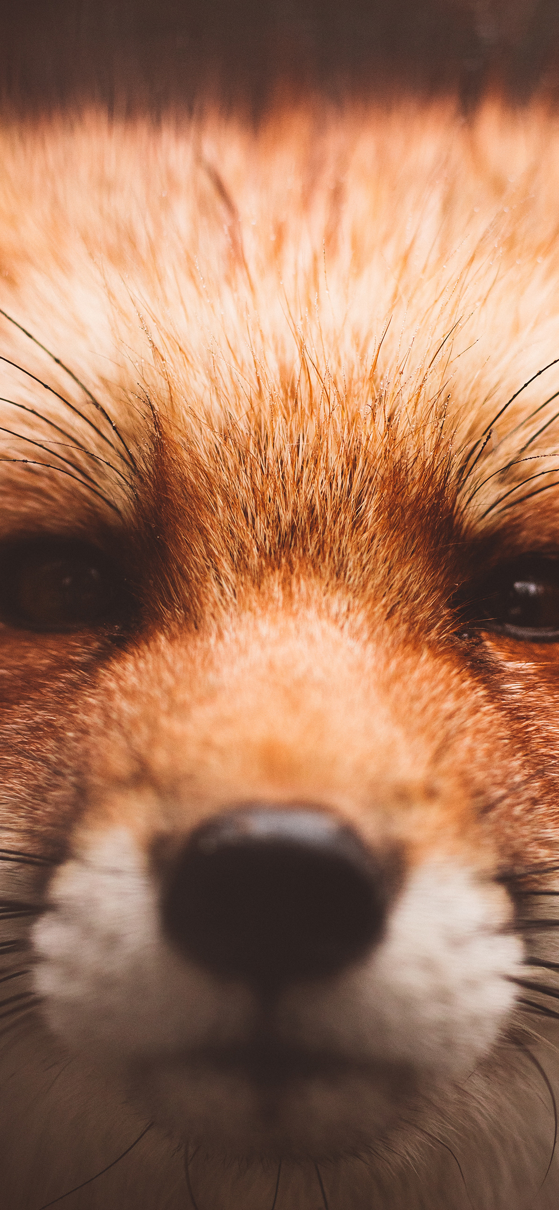 [2436×1125]狐狸 猫须 皮毛 眼神 苹果手机壁纸图片