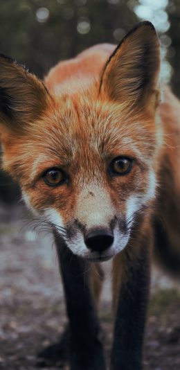 [2436x1125]狐狸 皮毛 大眼 屋外 苹果手机壁纸图片