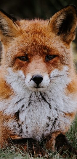 [2436x1125]狐狸 皮毛 沧桑 红狐 苹果手机壁纸图片
