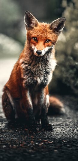 [2436x1125]狐狸 皮毛 红狐 野外 苹果手机壁纸图片