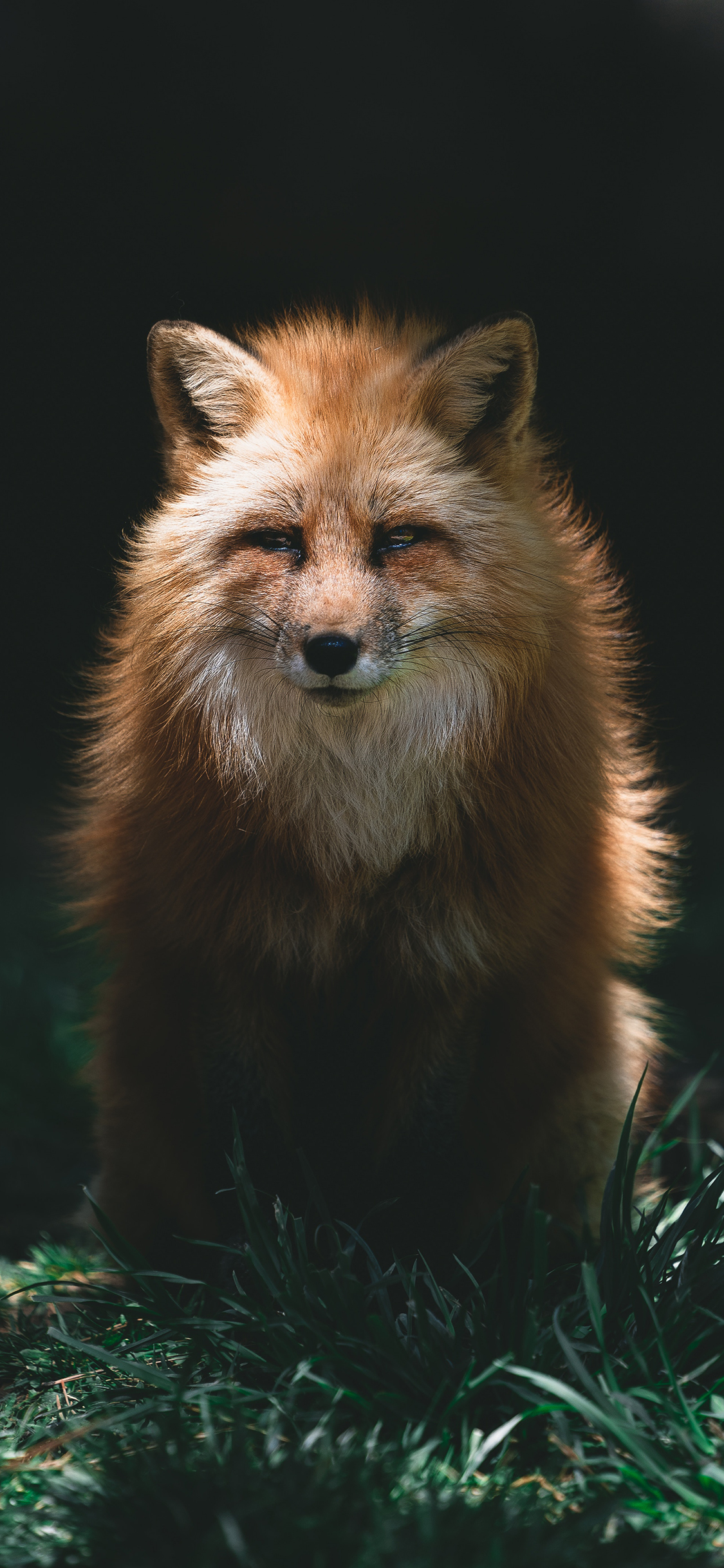 [2436×1125]狐狸 皮毛 草地 野外 苹果手机壁纸图片