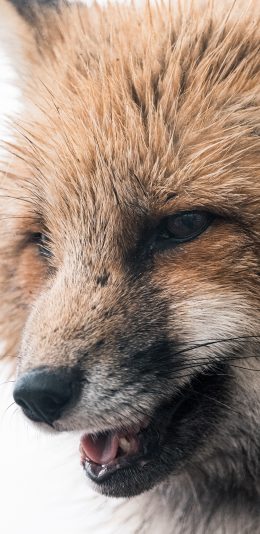 [2436x1125]狐狸 皮毛 野生 狡猾 苹果手机壁纸图片