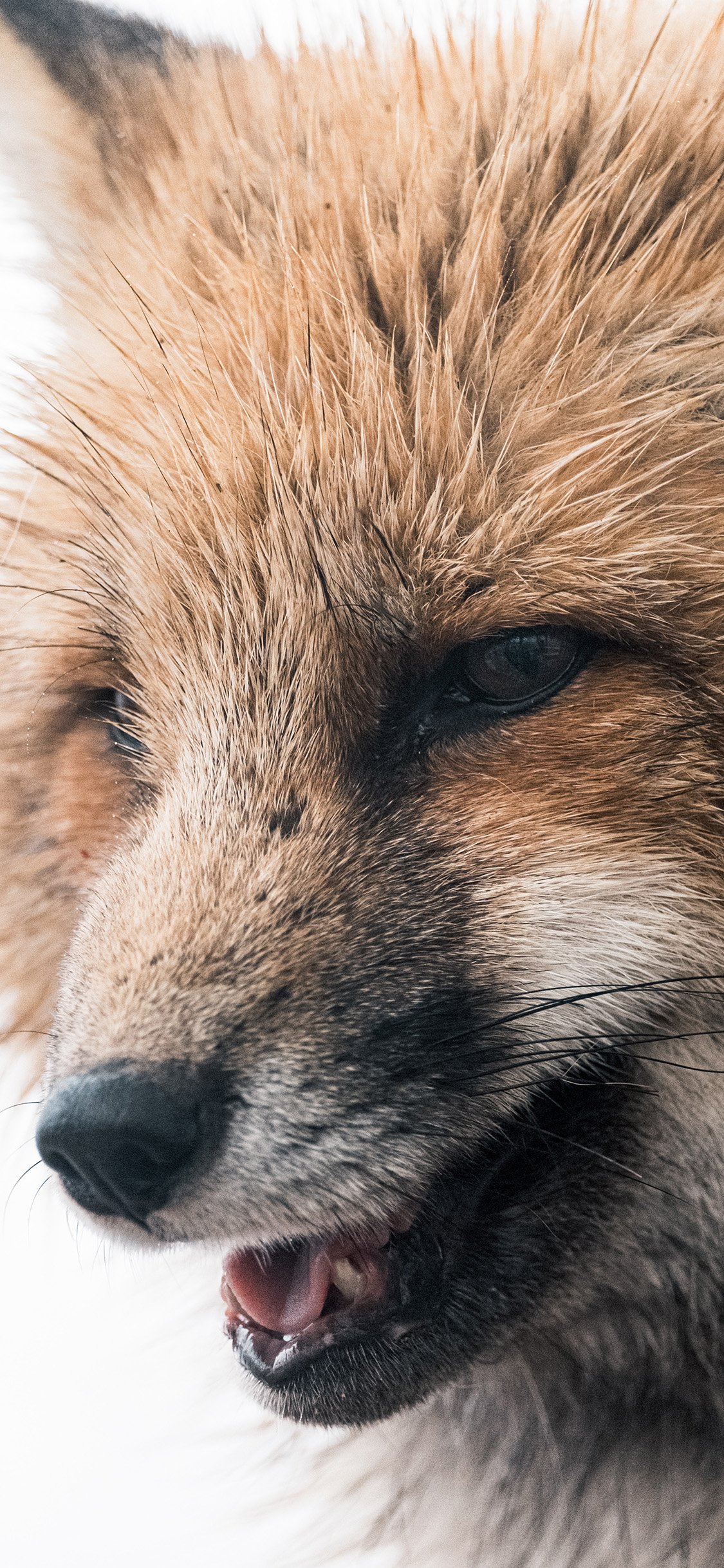 [2436×1125]狐狸 皮毛 野生 狡猾 苹果手机壁纸图片