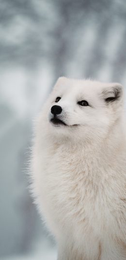 [2436x1125]狐狸 皮毛 雪白 雪地 苹果手机壁纸图片