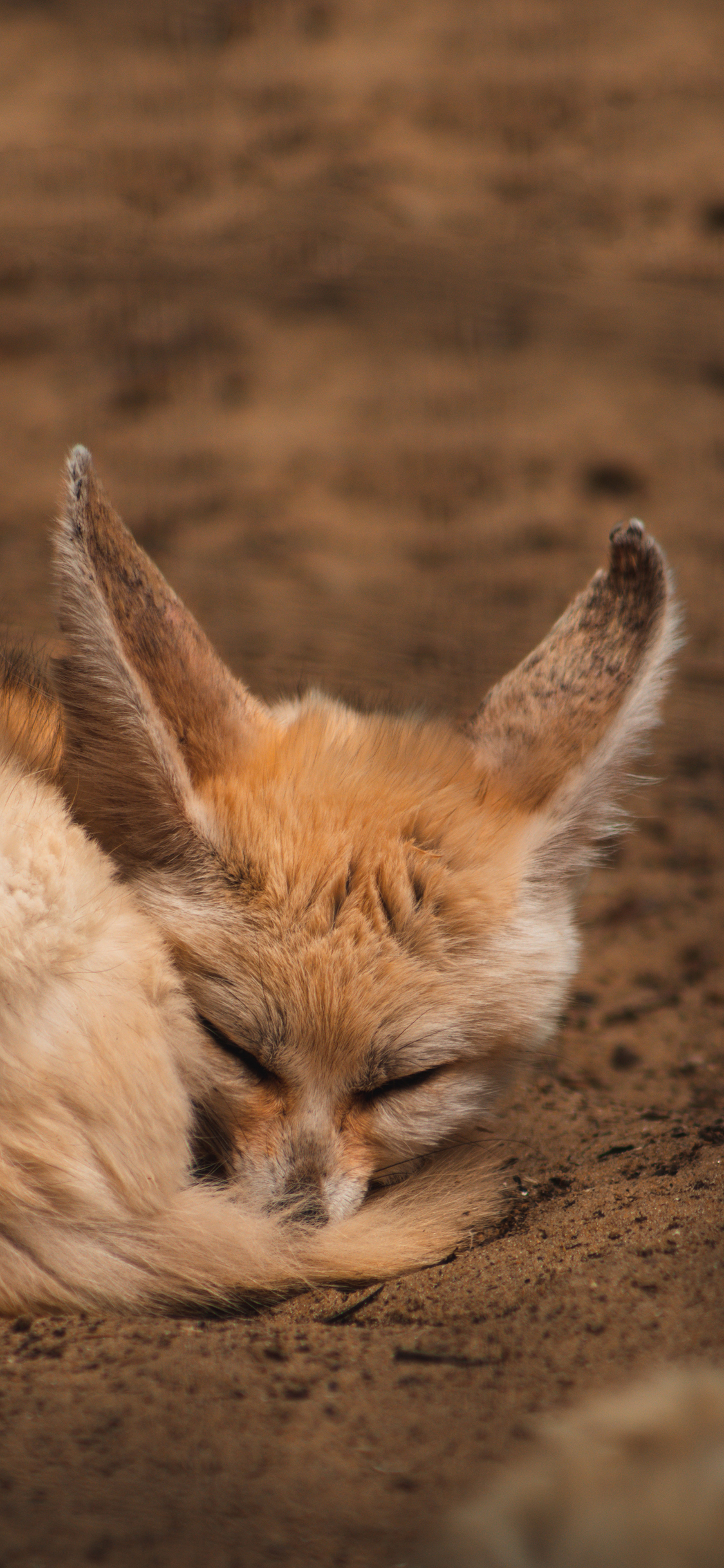 [2436×1125]狐狸 皮毛 黄色 睡觉 苹果手机壁纸图片