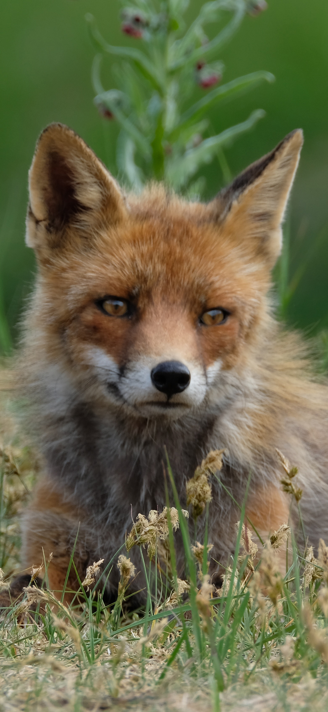 [2436×1125]狐狸 肉食动物 聪明 苹果手机壁纸图片