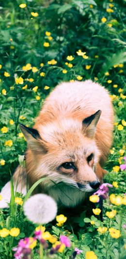 [2436x1125]狐狸 花丛 草地 野外 苹果手机壁纸图片