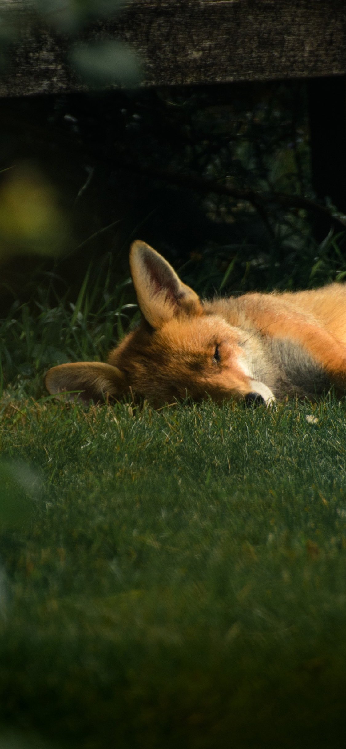 [2436×1125]狐狸 草地 皮毛 野外 苹果手机壁纸图片