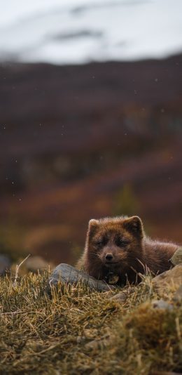 [2436x1125]狐狸 草地 荒野 影视 皮毛 苹果手机壁纸图片