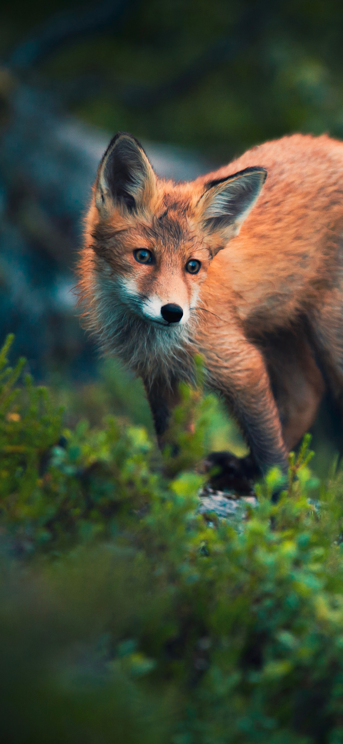 [2436×1125]狐狸 草地 野外 皮毛 苹果手机壁纸图片
