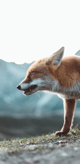 [2436x1125]狐狸 草地 野外 身形 苹果手机壁纸图片
