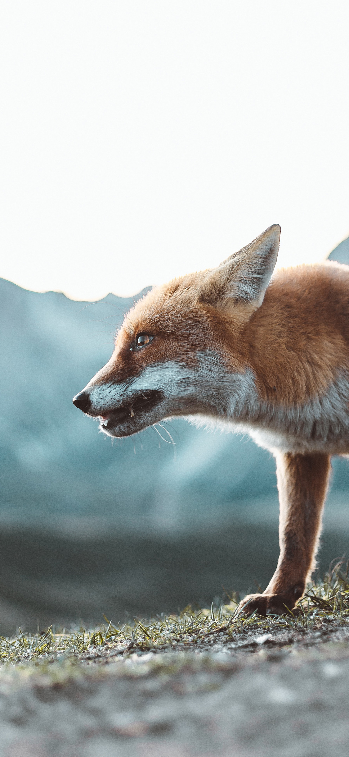 [2436×1125]狐狸 草地 野外 身形 苹果手机壁纸图片