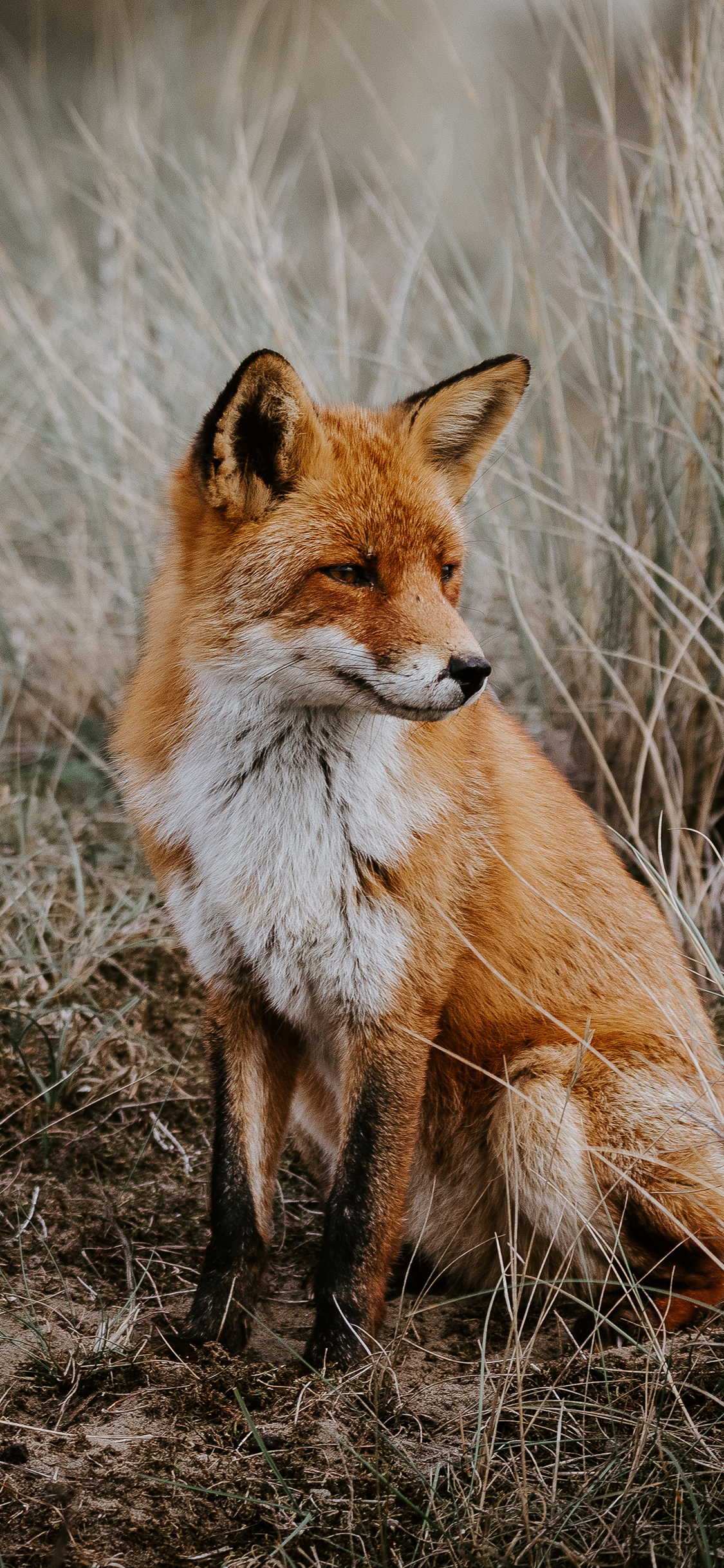 [2436×1125]狐狸 野外 杂草 皮毛 苹果手机壁纸图片