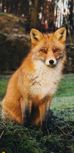 [2436x1125]狐狸 野外 毛发 灵敏 苹果手机壁纸图片