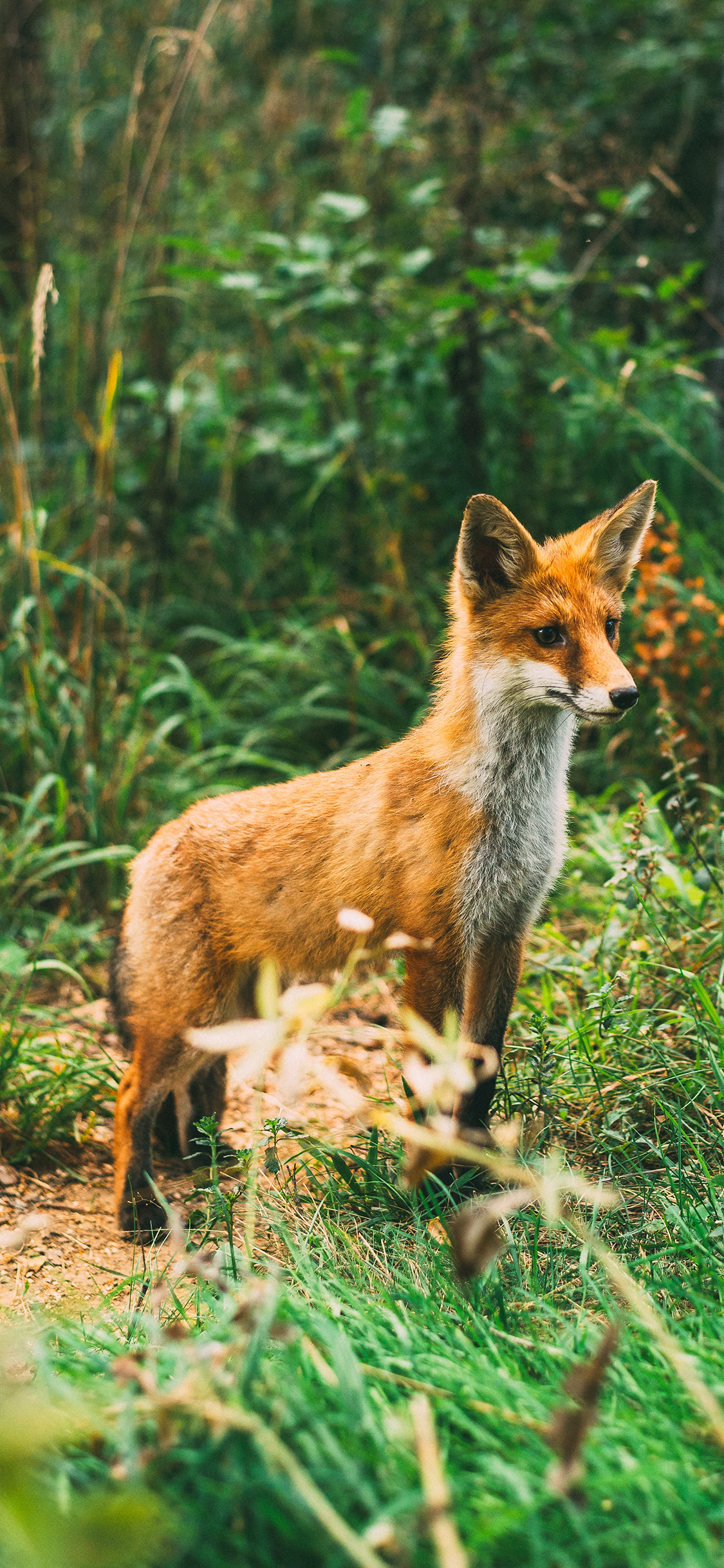 [2436×1125]狐狸 野外 草丛 皮毛 苹果手机壁纸图片