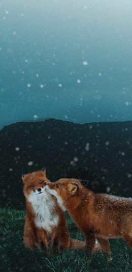 [2436x1125]狐狸 野外 雪花 草地 苹果手机壁纸图片