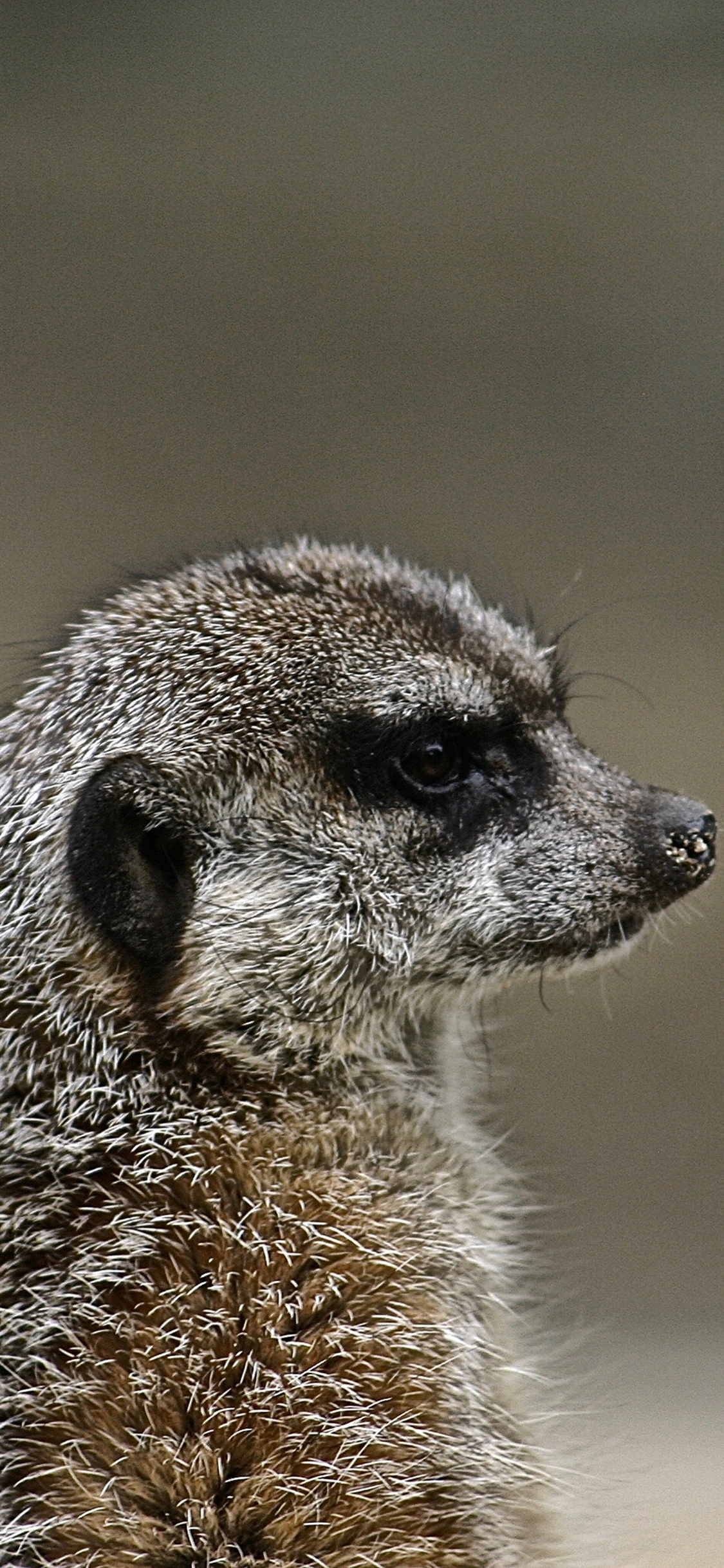 [2436×1125]狐獴  侧脸 皮毛 苹果手机壁纸图片