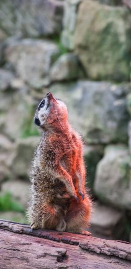 [2436x1125]狐獴 仰头 树干 站立 苹果手机壁纸图片