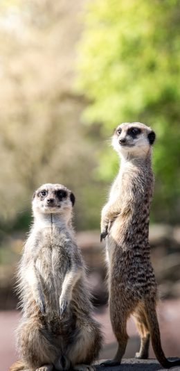 [2436x1125]狐獴 动物 站立 呆萌 苹果手机壁纸图片