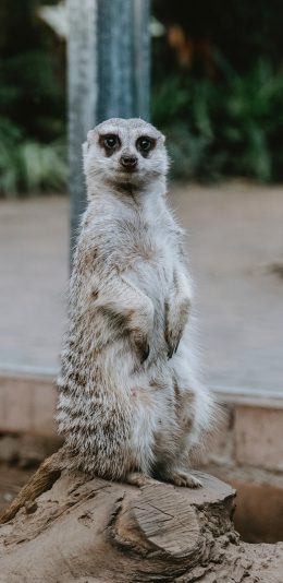 [2436x1125]狐獴 坐立 皮毛 树桩 苹果手机壁纸图片