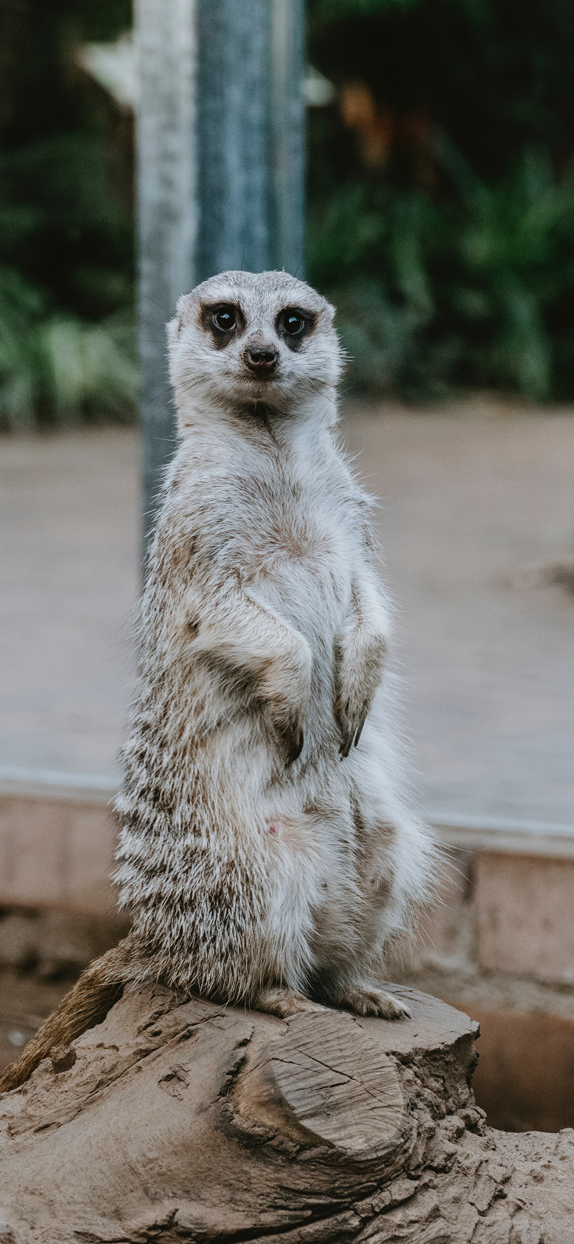 [2436×1125]狐獴 坐立 皮毛 树桩 苹果手机壁纸图片