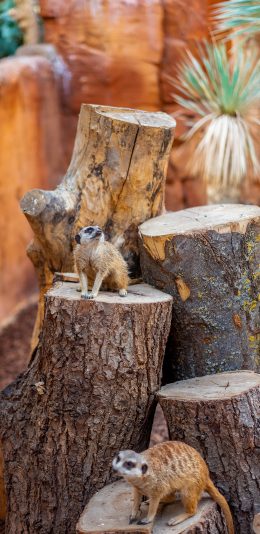 [2436x1125]狐獴 树桩 土拨鼠 鼬鼠 苹果手机壁纸图片