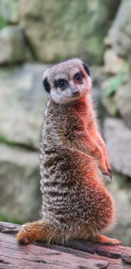 [2436x1125]狐獴 猫鼬 回头 皮毛 苹果手机壁纸图片