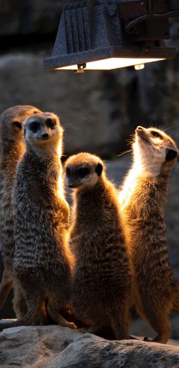 [2436x1125]狐獴 猫鼬 灯光 哺乳 苹果手机壁纸图片