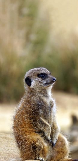 [2436x1125]狐獴 猫鼬 端坐 哺乳 苹果手机壁纸图片