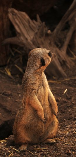 [2436x1125]狐獴 猫鼬 野生 回头 苹果手机壁纸图片