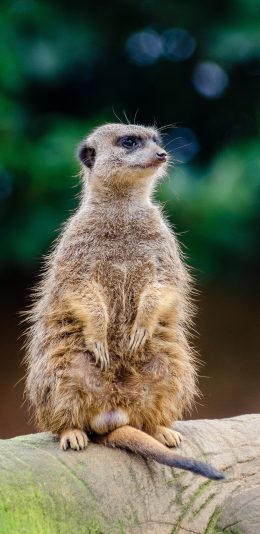 [2436x1125]狐獴 皮毛 站立 警惕 苹果手机壁纸图片
