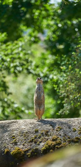 [2436x1125]狐獴 站立 野外 竖立 苹果手机壁纸图片