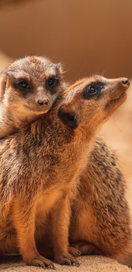 [2436x1125]狐獴 群居 岩石 皮毛 苹果手机壁纸图片