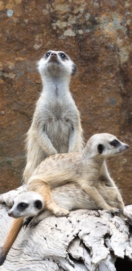 [2436x1125]狐獴 群居 皮毛 岩石 苹果手机壁纸图片
