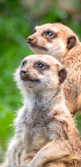 [2436x1125]狐獴 群居 野外 哺乳 苹果手机壁纸图片