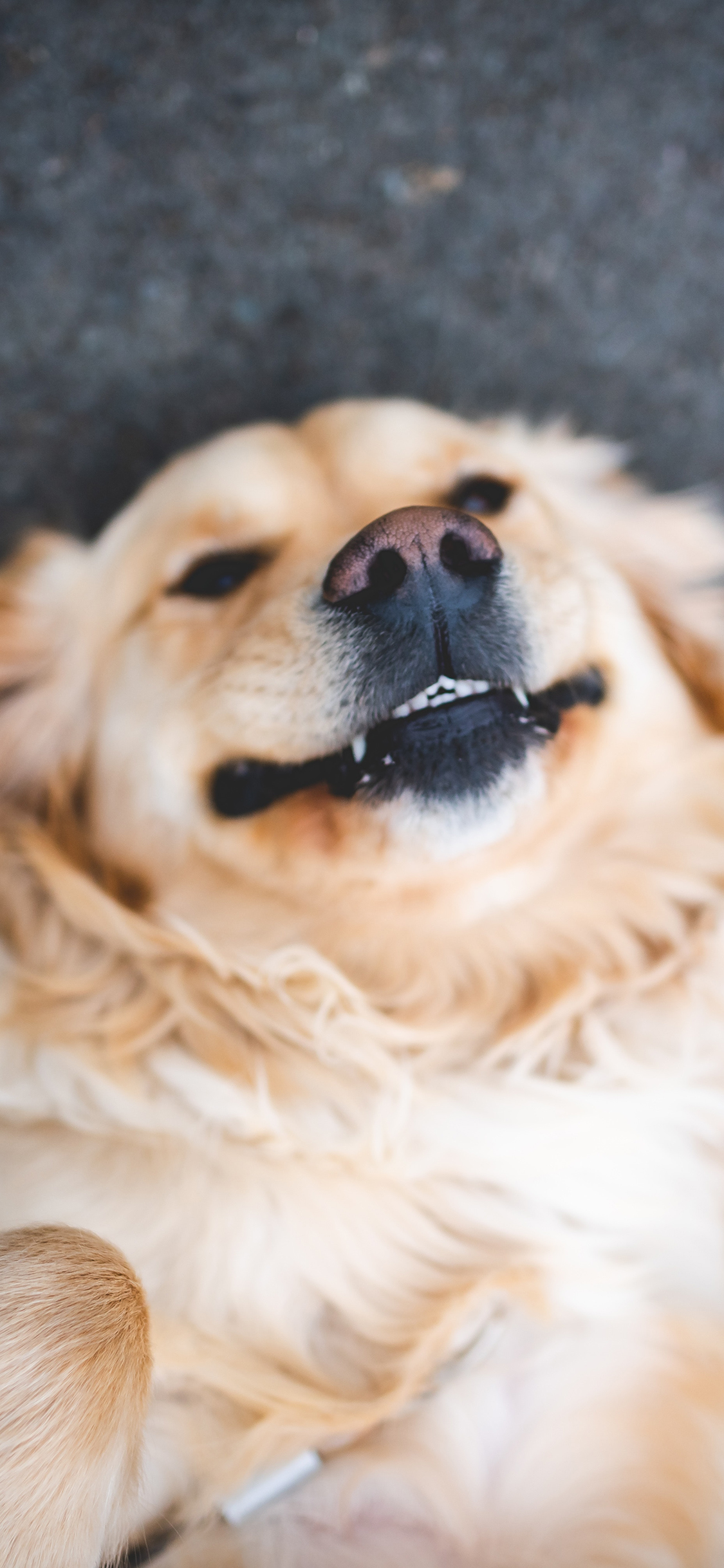 [2436×1125]狗 可爱 宠物 仰躺 苹果手机壁纸图片