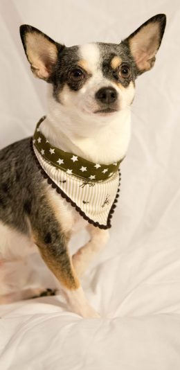 [2436x1125]狗 可爱 宠物 汪星人 萌 苹果手机壁纸图片