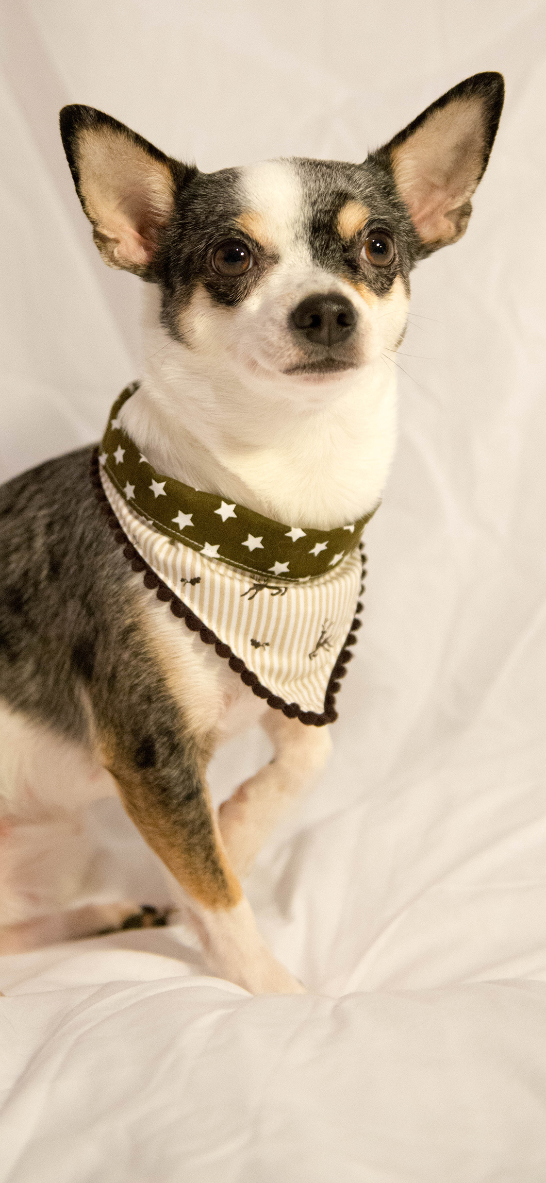 [2436×1125]狗 可爱 宠物 汪星人 萌 苹果手机壁纸图片