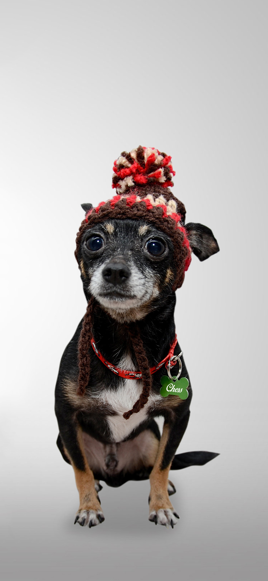 [2436×1125]狗 可爱 帽子 汪星人 宠物 萌 苹果手机壁纸图片