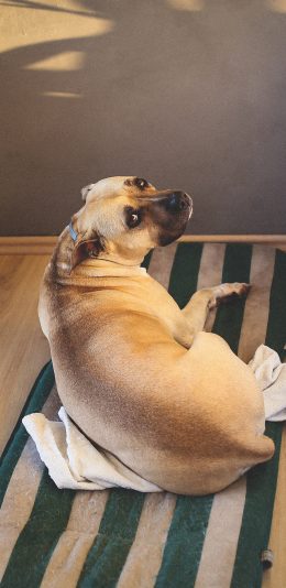 [2436x1125]狗 回眸 可爱 犬 宠物 汪星人 苹果手机壁纸图片