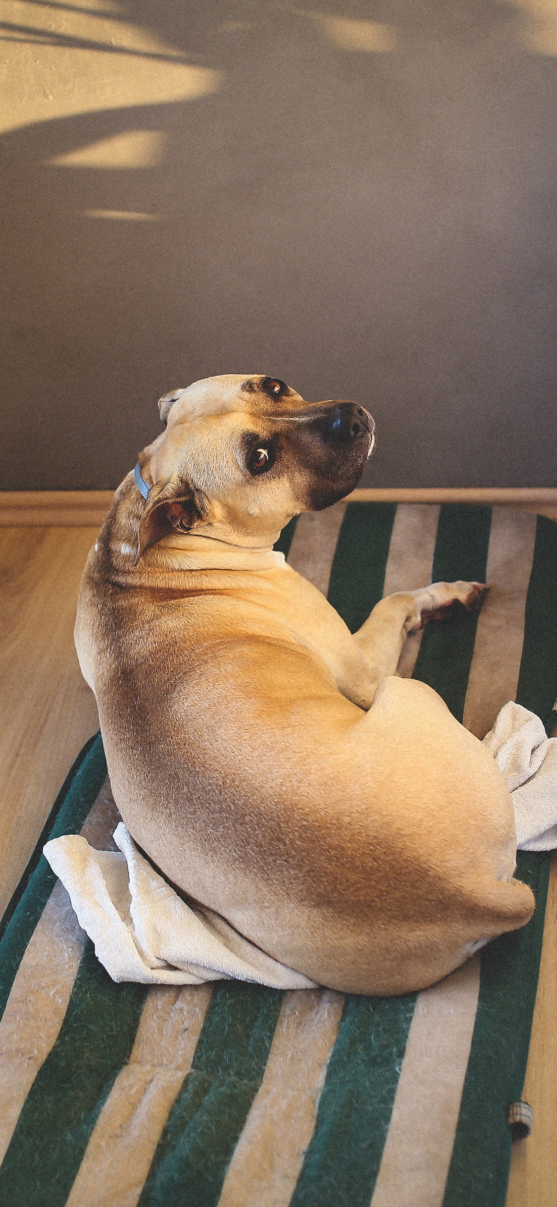 [2436×1125]狗 回眸 可爱 犬 宠物 汪星人 苹果手机壁纸图片